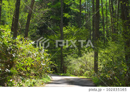 新緑の山中の道路 102835165
