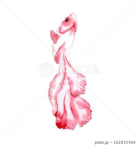 Siamese fighting fish watercolor illustration hand writing Siamese fighting fish watercolor illustration hand writing 102835560