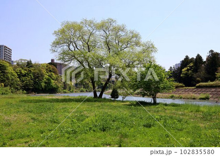 広瀬川の風景、河川敷の自然 102835580