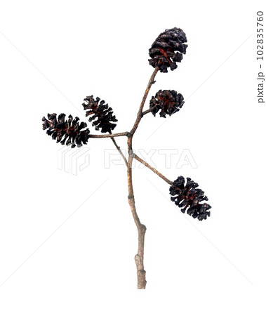 Black alder cones. Branch of black alder Alnus glutinosa, with mature cones. Isolated, on white background. 102835760