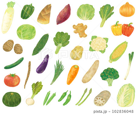 いろいろな野菜セット 102836048