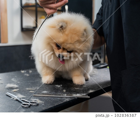 A woman makes a pomeranian haircut with scissors. Spitz dog in a grooming salon. 102836387