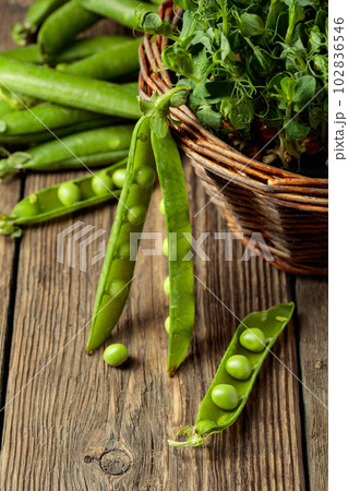 Fresh pea pods and microgreen sprouts. 102836546