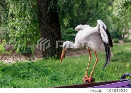 beautiful stork stands on a fence 102836586