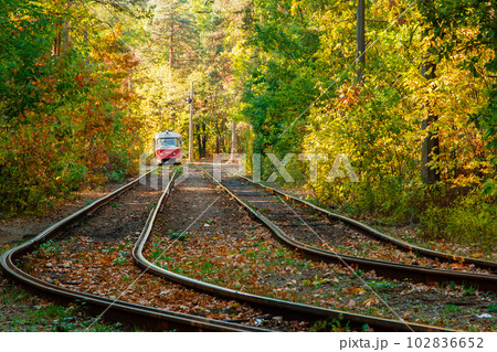 Tram and tram rails in colorful forest 102836652