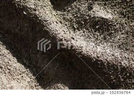 大木の表皮 大木の表皮 102836764