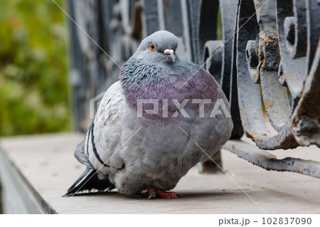 portrait of a beautiful dove 102837090