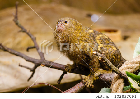 pygmy marmoset pygmy marmoset 102837091