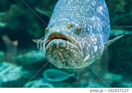 Fish Large grouper 102837127