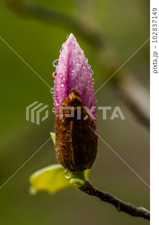 Macro blooming magnolia on a  branch 102837149