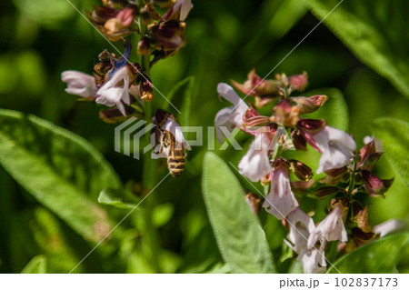 Beautiful flowers on which the bee sits Beautiful flowers on which the bee sits 102837173