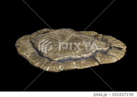 Macro mineral stone Pyrite on a black background 102837236