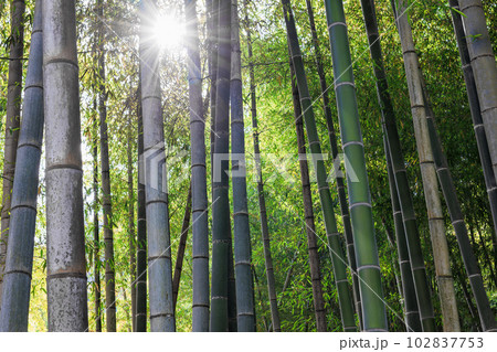 竹林 102837753