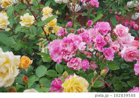 薔薇 薔薇 102839588