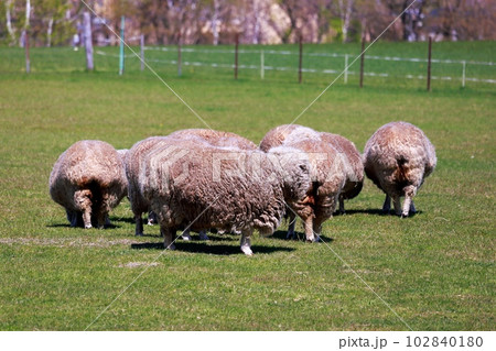 北海道札幌市　さっぽろ羊ヶ丘展望台 102840180