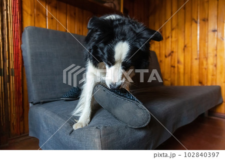 Naughty playful puppy dog border collie after mischief biting slipper lying on couch at home. Guilty dog and destroyed living room. Damage messy home and puppy with funny guilty look 102840397
