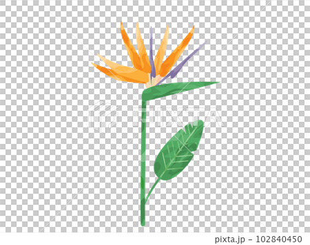 Illustration inspired by bird of paradise flower 102840450