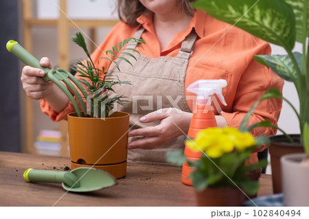 woman in apron home gardener house plant care using rake and gardening tools planting hamedorea flower pot  102840494