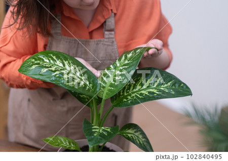 Gardener woman in apron cleans green leaves of dieffenbachia plants. indoor plants and cares for plants at home.  102840495