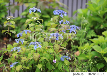 山紫陽花 0653 山紫陽花 0653 102840623