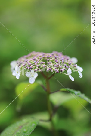 山紫陽花　0654 102840624