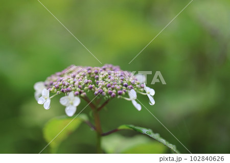 山紫陽花　0655 102840626