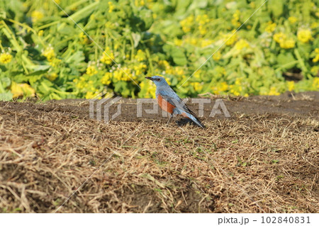 いそひよどり 102840831