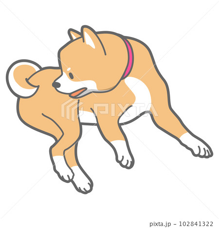 横になる柴犬のベクターイラストのイラスト素材 [102841322] - PIXTA