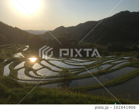 晩春朝の大山千枚田、棚田の水面に映る朝日と畔の木 102841908
