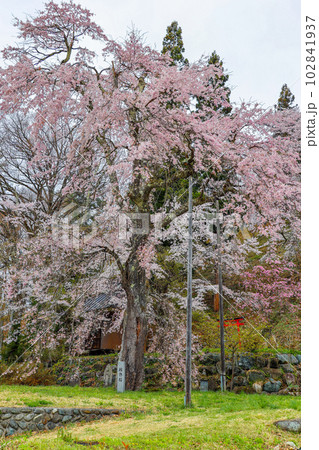 徹然桜（縦） 102841937