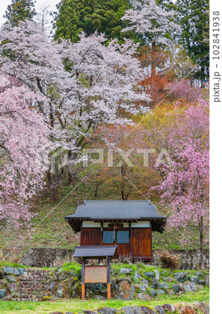 伝行山の桜（縦） 102841938