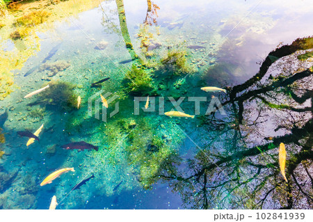 涌池と鱒 涌池と鱒 102841939