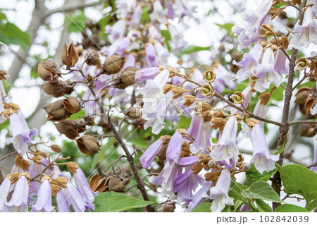 キリの花と種が飛んだあとの果実 102842039