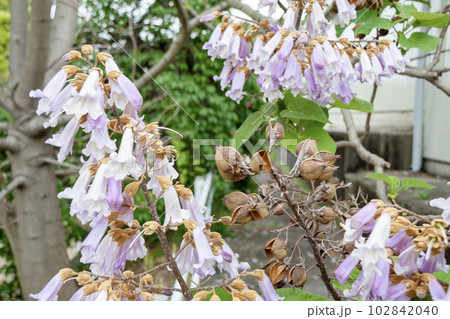 キリの花と種が飛んだあとの果実 キリの花と種が飛んだあとの果実 102842040