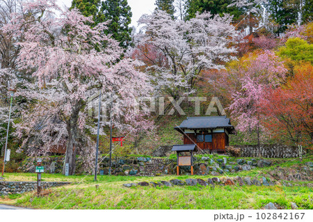 伝行院の徹然桜 102842167