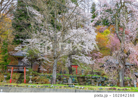 伝行山と徹然桜 伝行山と徹然桜 102842168