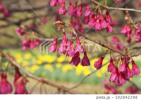 早春に咲く満開のカンヒザクラ 早春に咲く満開のカンヒザクラ 102842298