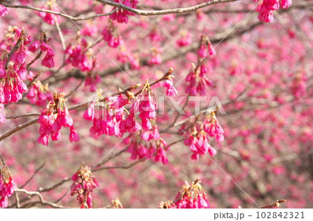 早春に咲く満開のカンヒザクラ 早春に咲く満開のカンヒザクラ 102842321