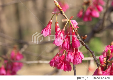 早春に咲く満開のカンヒザクラ 早春に咲く満開のカンヒザクラ 102842326