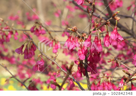 早春に咲く満開のカンヒザクラ 早春に咲く満開のカンヒザクラ 102842348