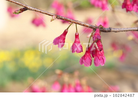早春に咲く満開のカンヒザクラ 早春に咲く満開のカンヒザクラ 102842487