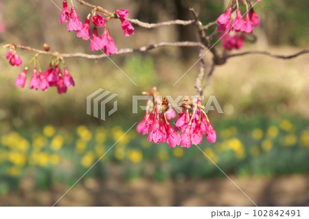 早春に咲く満開のカンヒザクラ 早春に咲く満開のカンヒザクラ 102842491