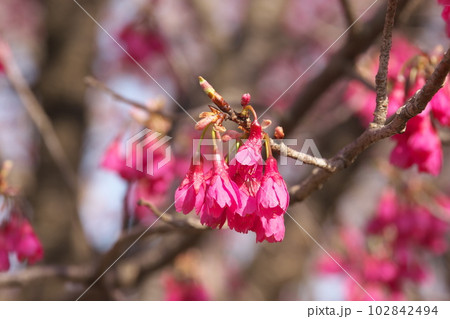 早春に咲く満開のカンヒザクラ 早春に咲く満開のカンヒザクラ 102842494
