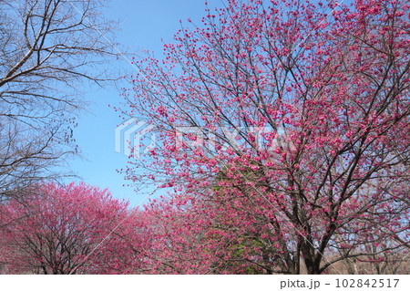 早春に咲く満開のカンヒザクラ【青空背景】 早春に咲く満開のカンヒザクラ【青空背景】 102842517