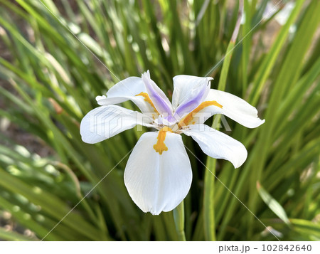 Beautiful flowering of Dietes grandiflora 102842640