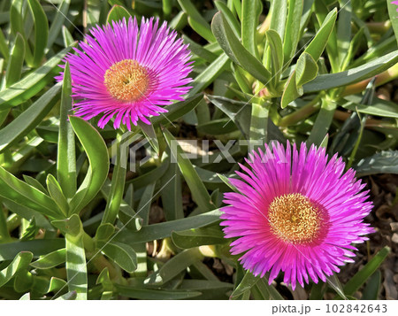 Carpobrotus, known as pigface, ice plant, sour fig, Hottentot fig, is a ground-creeping plant with succulent leaves Carpobrotus, known as pigface, ice plant, sour fig, Hottentot fig, is a ground-creeping plant with succulent leaves 102842643