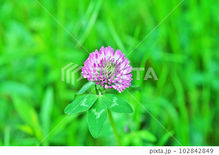 ピンクのアカツメクサの花（春、四月） 102842849