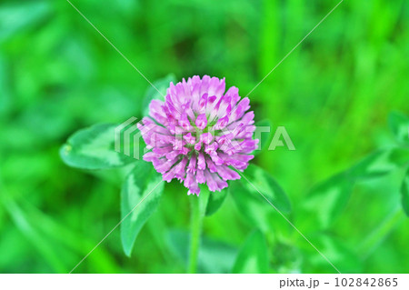 ピンクのアカツメクサの花（春、四月） 102842865