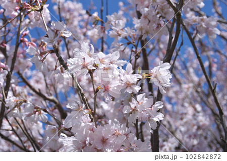 早春に咲く満開のコヒガンザクラ【花背景】 早春に咲く満開のコヒガンザクラ【花背景】 102842872