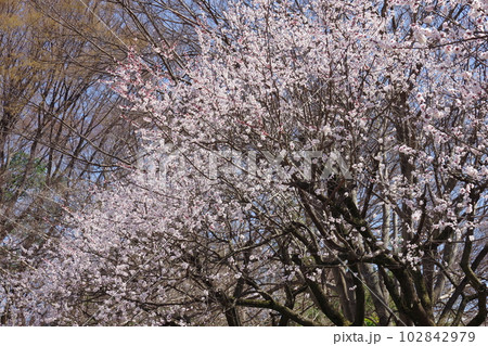 早春に咲く満開のアンズの花 102842979